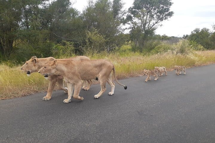 4-Day Kruger National Park Safari: Open-Safari Truck Big Five Experience