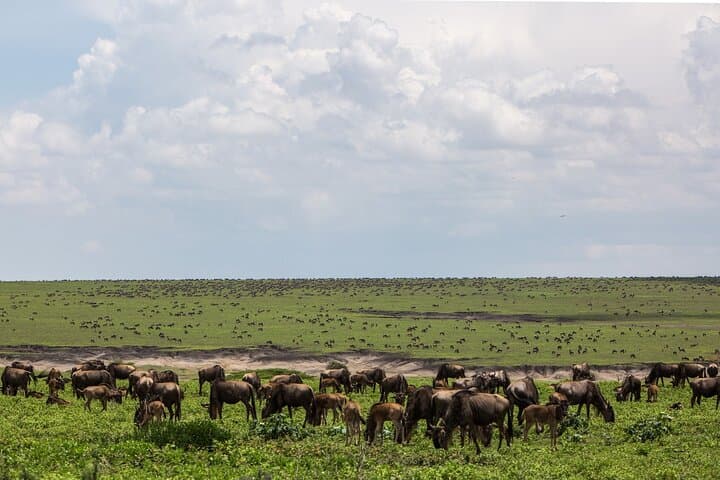 Following the Calving: 10-Day Wildebeest Migration Safari in the Southern Serengeti