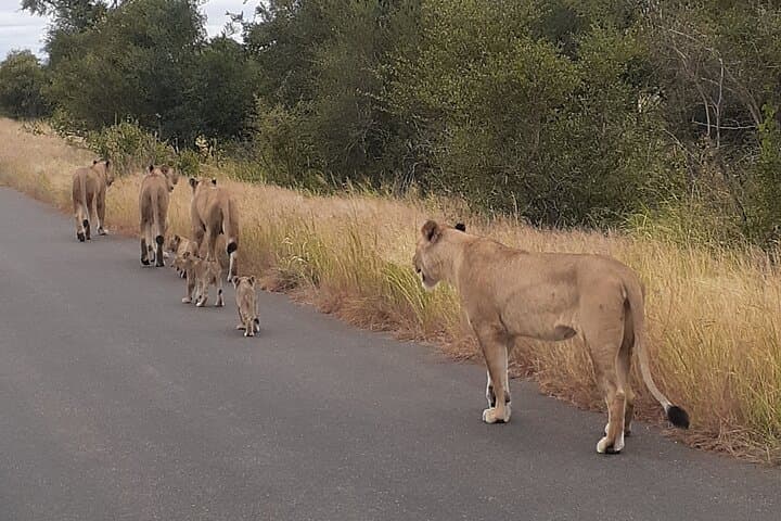 4-Day Kruger National Park Safari: Open-Safari Truck Big Five Experience photo 3