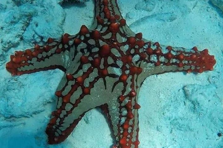 Zanzibar Starfish Blue Lagoon Snorkeling and Lunch at The Rock (Michamvi) photo 1