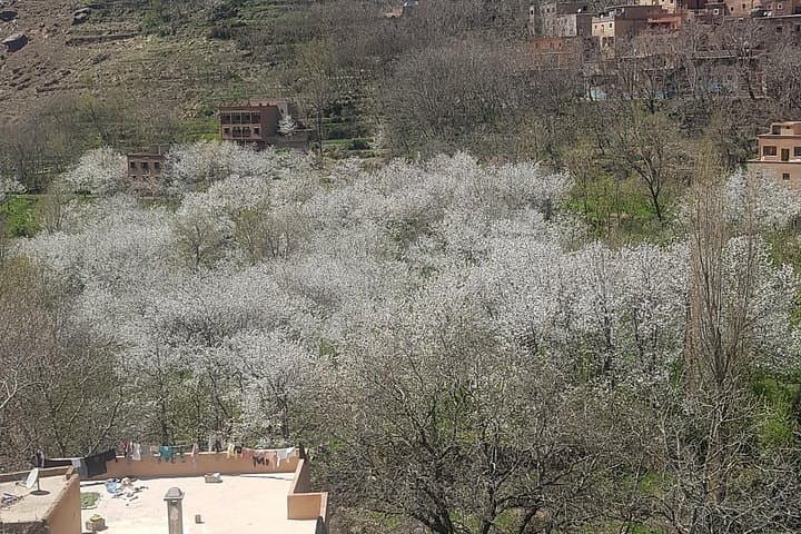 Atlas Mountains Imlil Valley Day Tour from Marrakech: Berber Villages, Juniper Forest & Camel Ride photo 3