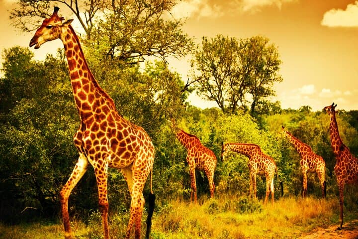 Big Five Kruger Full-Day Safari from Hazyview — Phabeni Gate to Skukuza photo 3