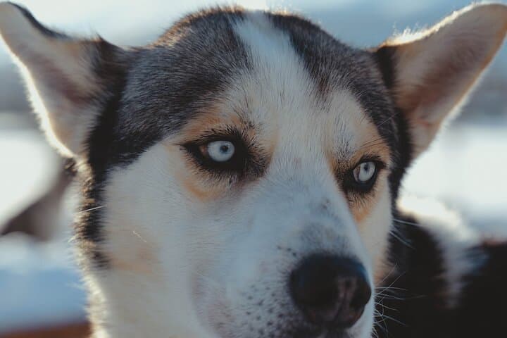 Midday Dog Sledding from Tromsø: Easy Husky Run with Lyngen Alps Views photo 3