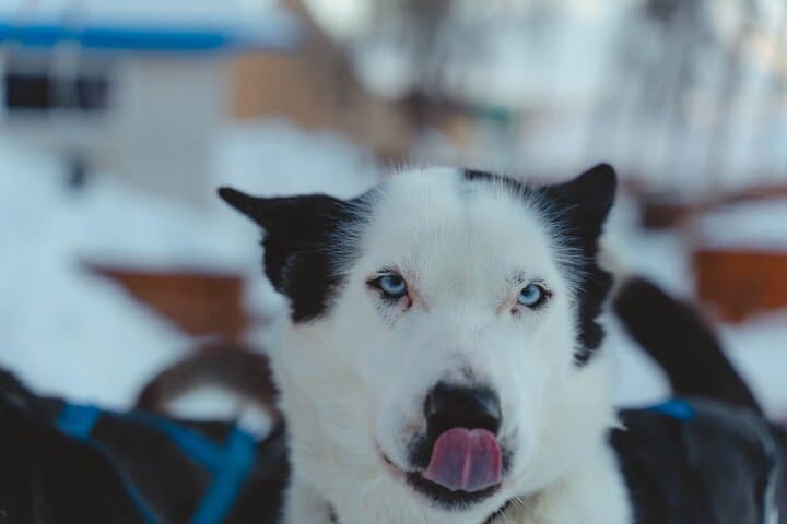 Midday Dog Sledding from Tromsø: Easy Husky Run with Lyngen Alps Views photo 4