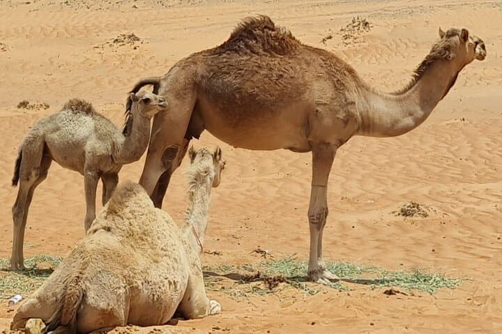 5-Day Private Oman Tour: Mountains, Desert & Coastline Adventure photo 4
