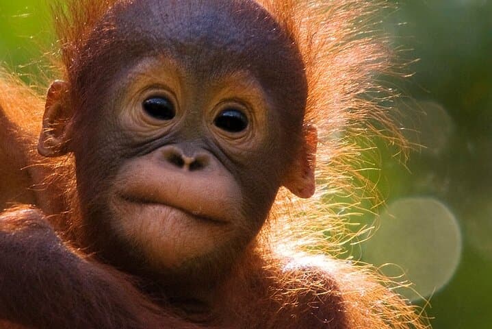 Orangutan Liveaboard: 3-Day Tanjung Puting Klotok Safari