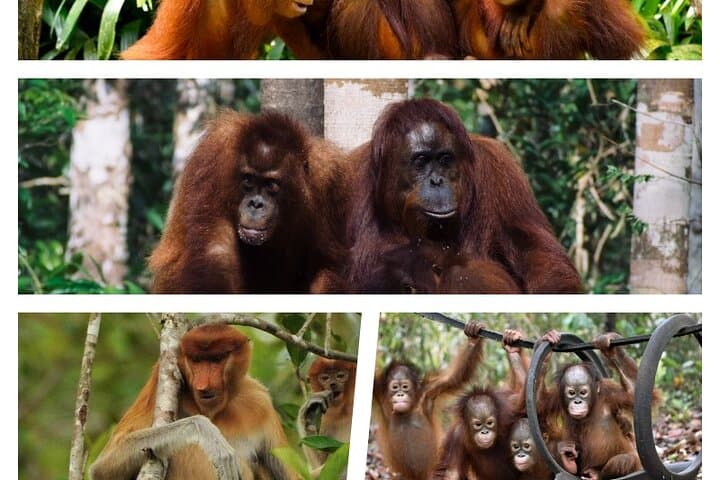 Orangutan Liveaboard: 3-Day Tanjung Puting Klotok Safari photo 4