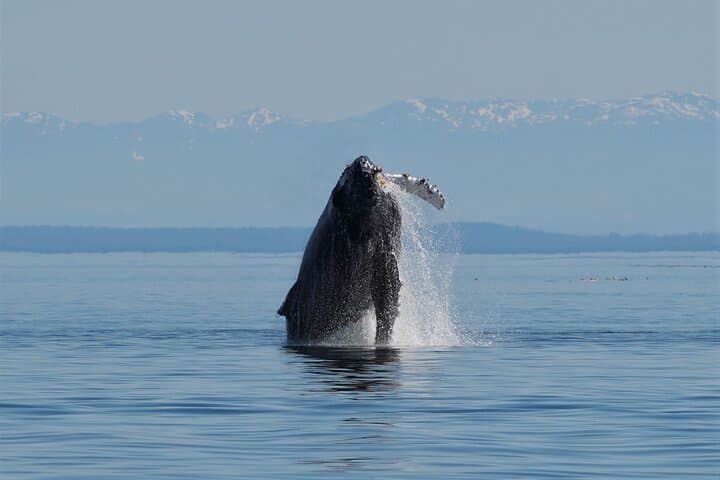 People Water Land Indigenous Cultural and Wildlife Tour — Campbell River Half-Day photo 2