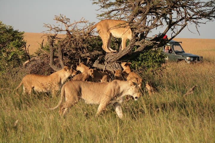 Private 3-Day Maasai Mara Safari: Big Cats, Rift Valley Views & River Camps photo 2