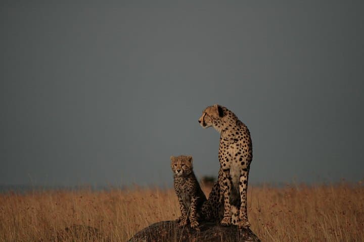 Private 3-Day Maasai Mara Safari: Big Cats, Rift Valley Views & River Camps photo 3
