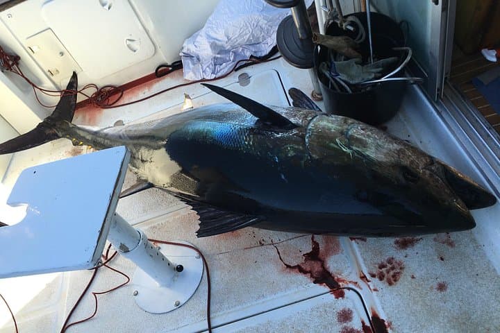Epic Tuna Fishing in the Strait of Gibraltar: Full-Day Private Charter Experience photo 4