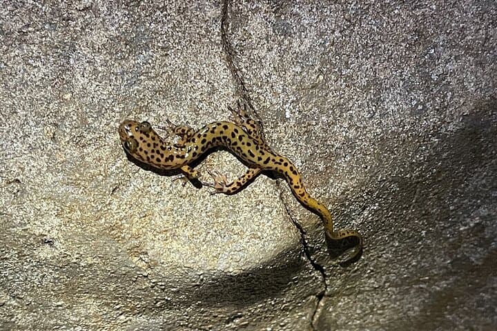 Wild Cave Adventure Tour at Bryant Mountain: Underground Waterfalls & Rimstone Pools photo 4