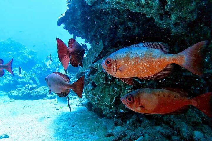 Clear Kayak Tour in Olowalu: Stable Pontoon Kayaks Over Maui’s Coral Gardens photo 4
