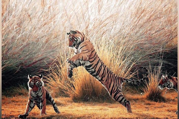 2-Day Jhalana Leopard and Ranthambore Tiger Safari from Jaipur photo 2