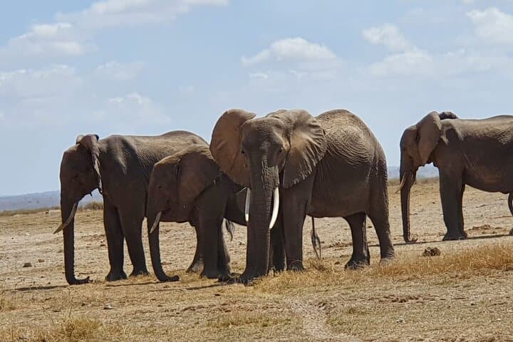 Amboseli National Park Safari — 3-Day Elephant & Kilimanjaro Game Drives photo 2
