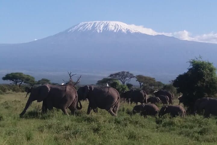 Amboseli National Park Safari — 3-Day Elephant & Kilimanjaro Game Drives photo 3