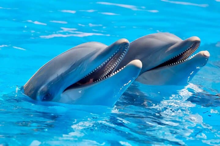 Full-Day Dolphin Encounters & Crystal Rock Snorkel at Benitiers Islet photo 2