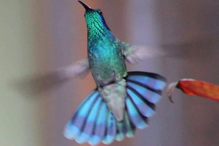 Birding Metropolitan Natural Park: Guided Birdwatching Near Panama City photo 4