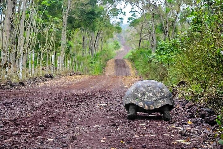 Quito to Galapagos: 6-Day Wildlife and Cultural Adventure photo 1