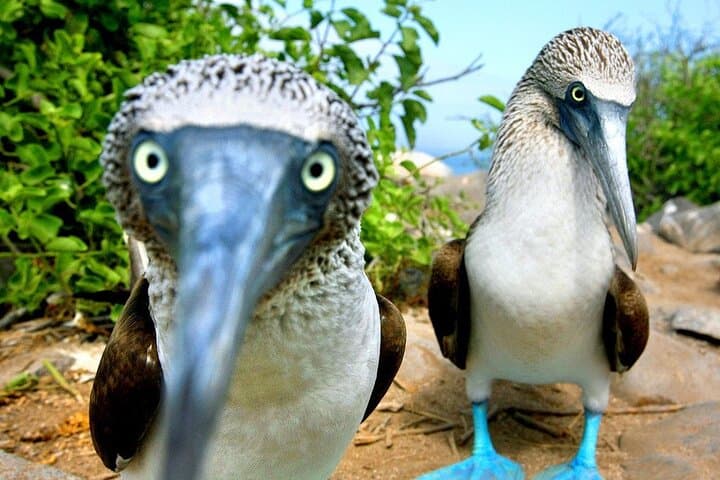 Quito to Galapagos: 6-Day Wildlife and Cultural Adventure photo 3