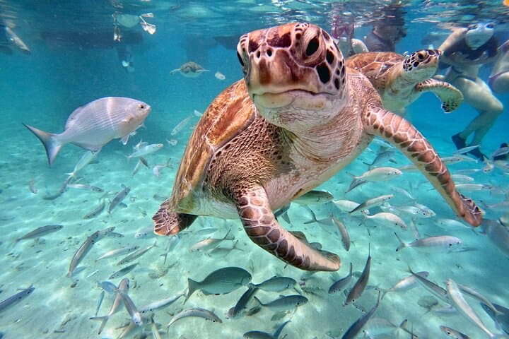 Snorkel with Sea Turtles at Daaibooi Beach — Curaçao Guided Tour photo 4