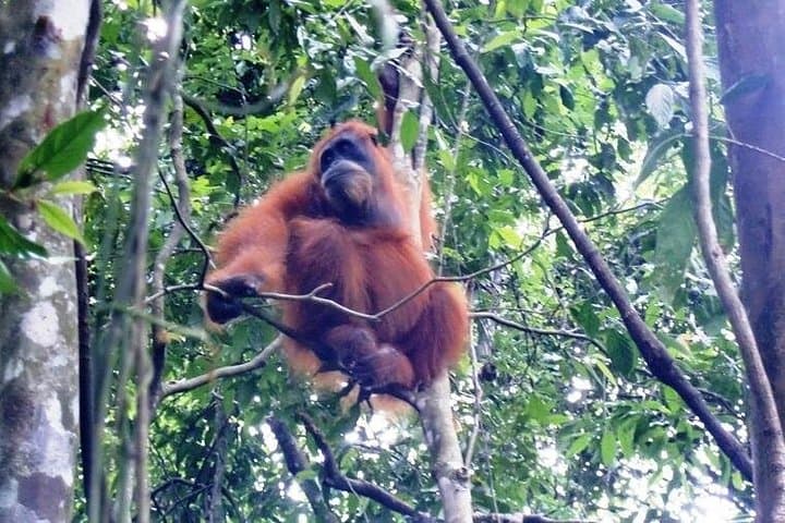 Bukit Lawang 2N/3D Jungle Trek & River Tubing — Orangutan Trek from Medan