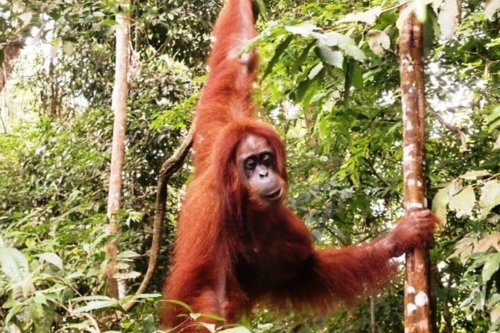 Two-Day Jungle Trekking in Bukit Lawang: Orangutan Encounters & River Tubing