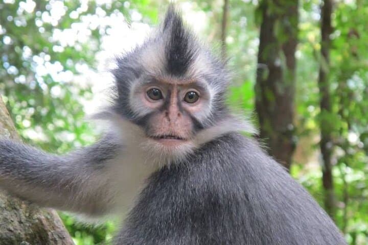 Two-Day Jungle Trekking in Bukit Lawang: Orangutan Encounters & River Tubing photo 3