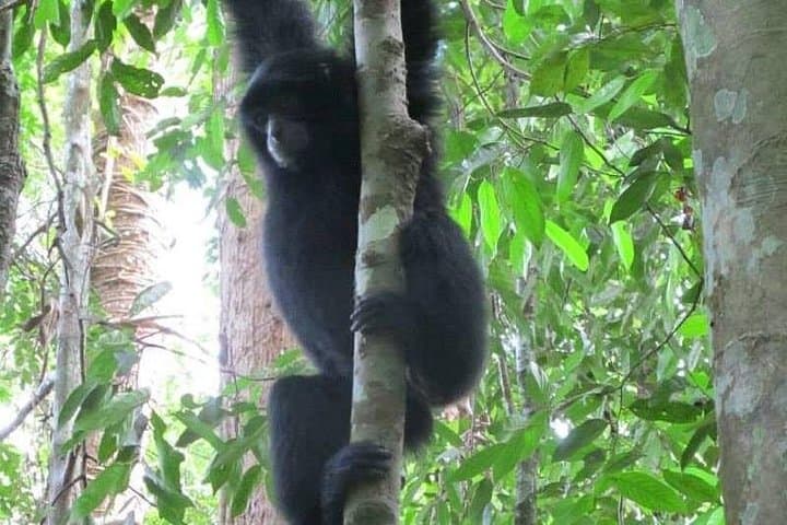 Two-Day Jungle Trekking in Bukit Lawang: Orangutan Encounters & River Tubing photo 4