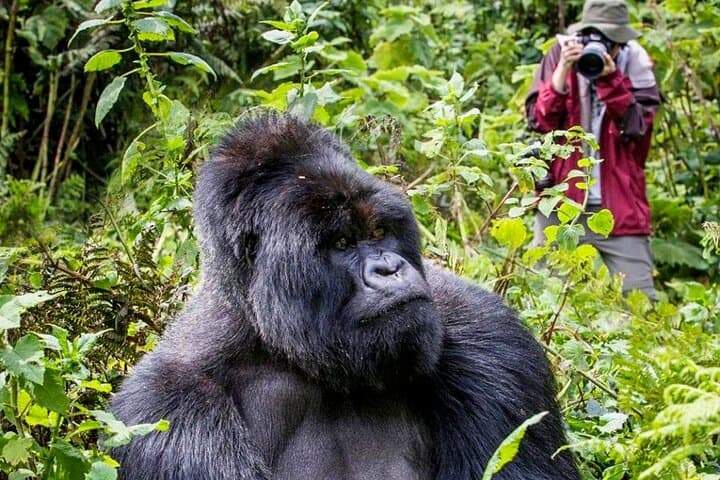7-Day Big Five, Chimpanzee & Gorilla Tracking Safari in Uganda photo 5