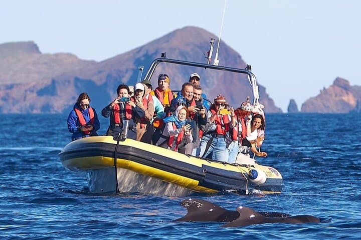 Madeira Whale and Dolphin Watching from Quinta do Lorde Marina