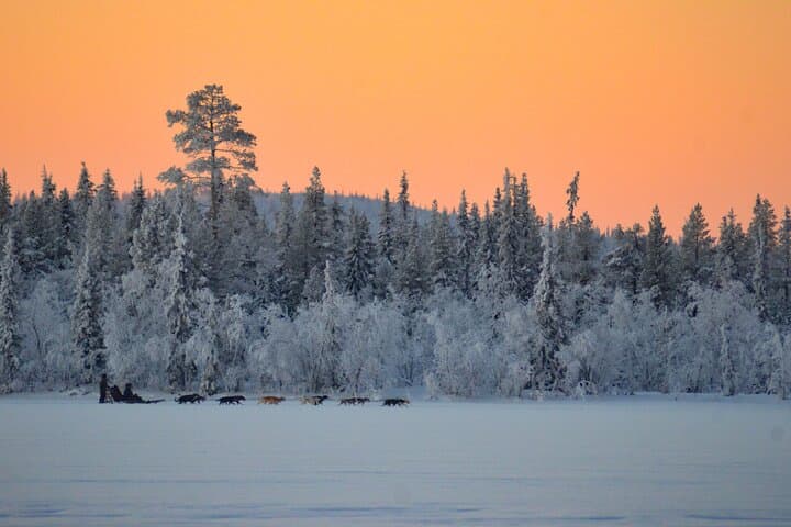 Sunrise Zen Husky Tour in Kiruna — Sit-on-Sled Huskies & Puppy Meet photo 1
