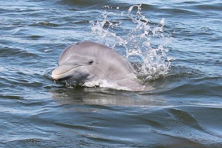 Cocoa Beach Dolphin and Wildlife Tour — Banana River Thousand Islands Eco Cruise
