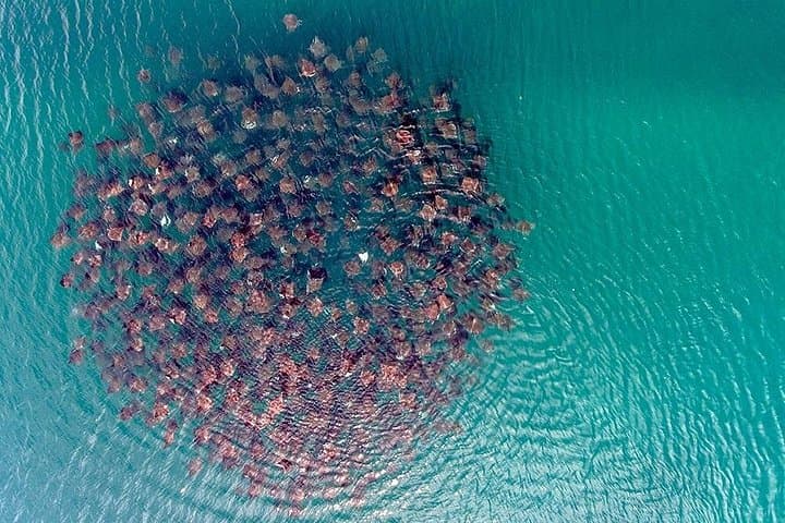 Mobula Ray Snorkel Safari in Cabo San Lucas — Swim With Super Squadrons photo 5