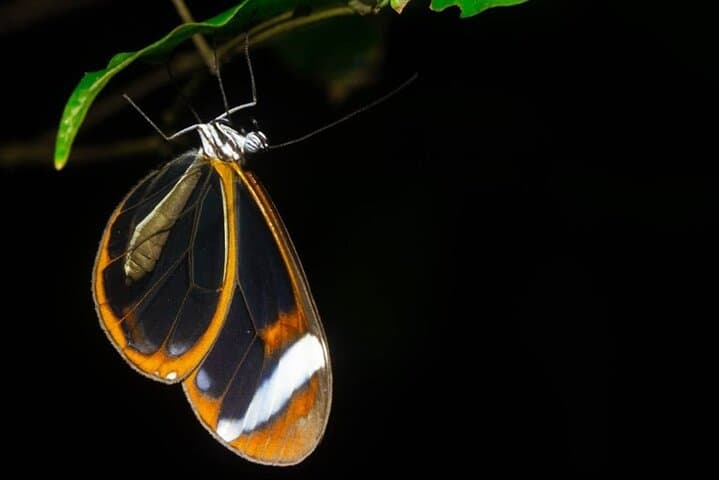 Monteverde Night Coffee & Chocolate Tour: Farm Walk, Tasting & Wildlife