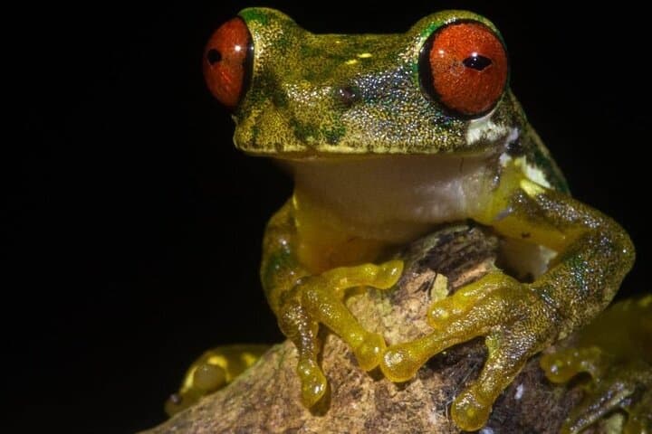 Monteverde Night Coffee & Chocolate Tour: Farm Walk, Tasting & Wildlife photo 2
