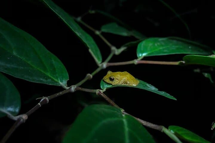 Monteverde Night Coffee & Chocolate Tour: Farm Walk, Tasting & Wildlife photo 4