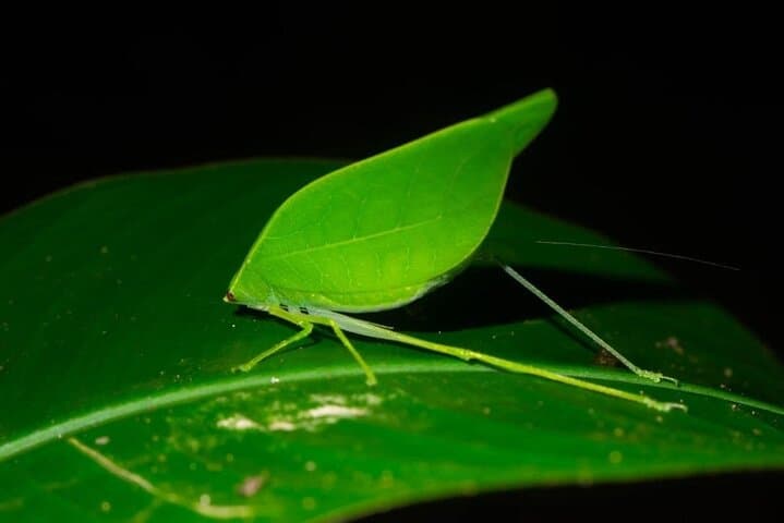 Monteverde Night Coffee & Chocolate Tour: Farm Walk, Tasting & Wildlife photo 5