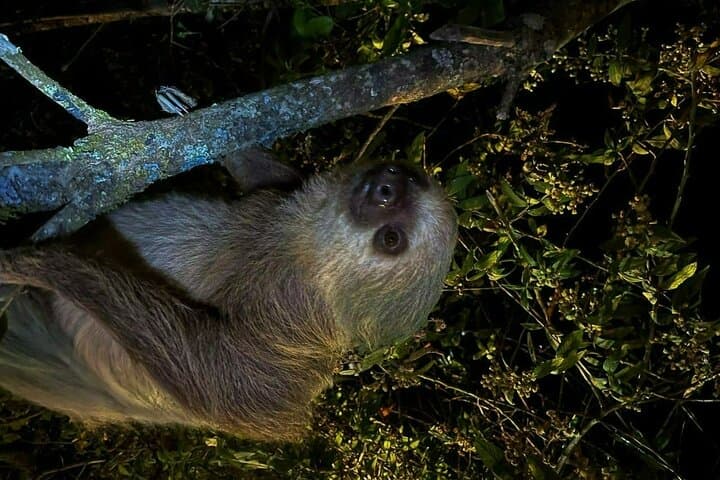 Monteverde Night Coffee & Chocolate Tour: Farm Walk, Tasting & Wildlife photo 6