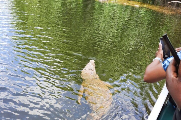 Black River Safari, YS Falls and Appleton Rum Tour from Montego Bay photo 2
