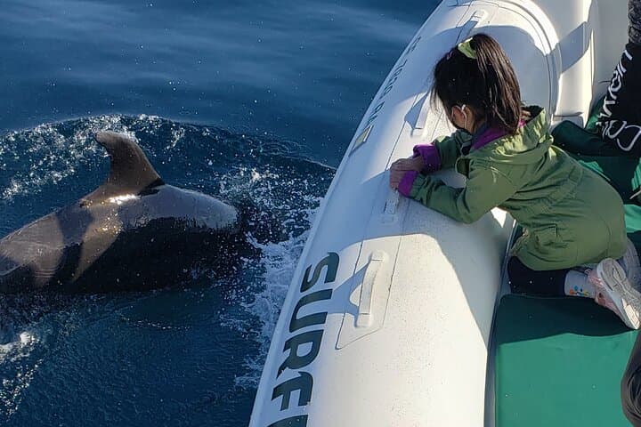 High-Speed Private Dolphin and Whale Watching Tour in Newport Beach photo 5