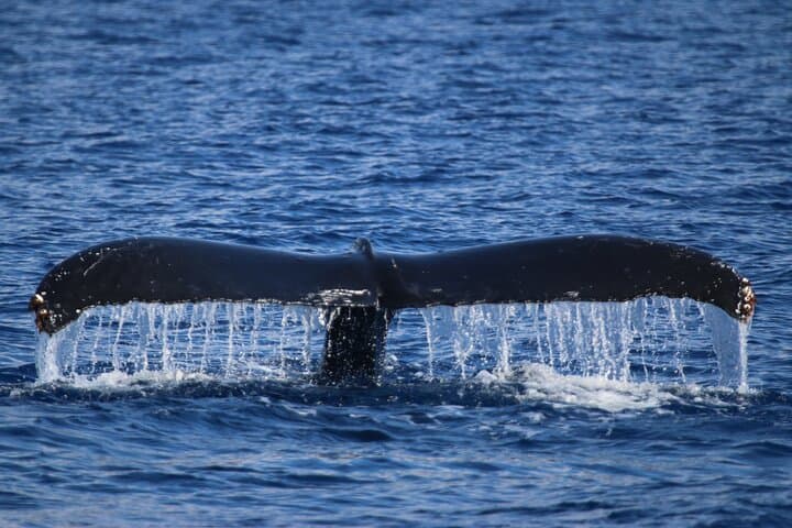 Maui Whale Watch and Turtles Snorkel Cruise from Maʻalaea Harbor photo 3