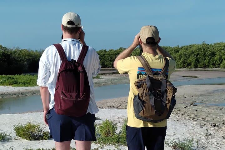 Isla Holbox Private Bird-Watching Tour: Guided Mangrove & Shoreline Birding photo 3