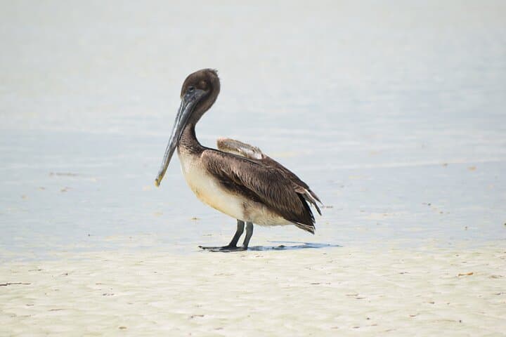 Isla Holbox Private Bird-Watching Tour: Guided Mangrove & Shoreline Birding photo 4