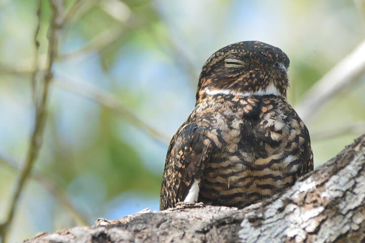 Isla Holbox Private Bird-Watching Tour: Guided Mangrove & Shoreline Birding photo 5