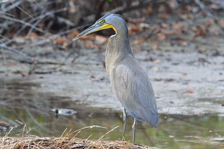 Isla Holbox Private Bird-Watching Tour: Guided Mangrove & Shoreline Birding photo 6