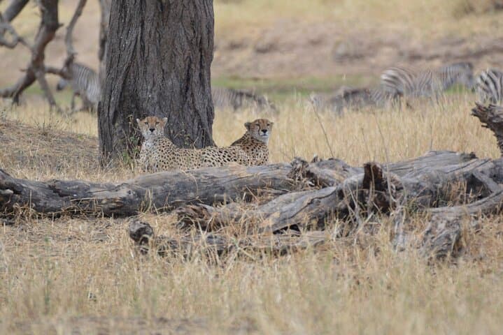 7-Day North Tanzania Classic Safari — Serengeti, Ngorongoro & Tarangire in One Week photo 4