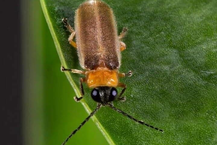 Kuala Selangor Fireflies & Bukit Melawati Private Tour from Kuala Lumpur photo 6