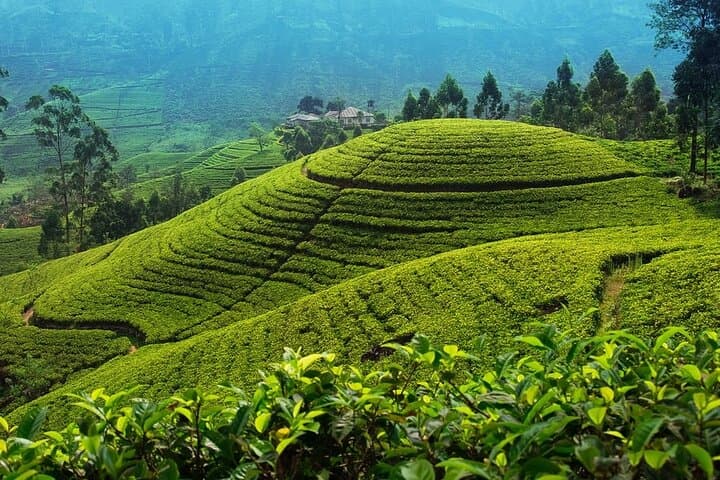 4-day-sri-lanka-sigiriya-kandy-nuwara-eliya-ella-udawalawe-tour photo 5