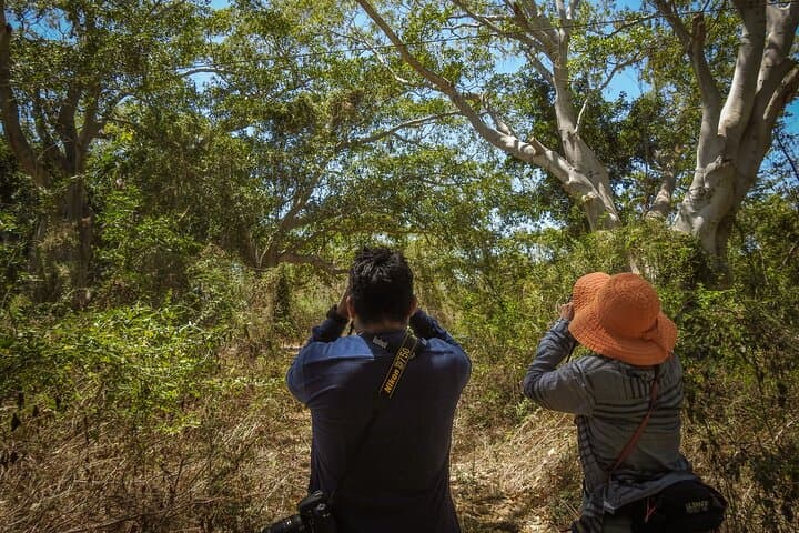Mazatlán Bird Watching Tour: Private 4–5 Hour Birding Experience photo 6
